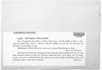 Ramularia alborosella image